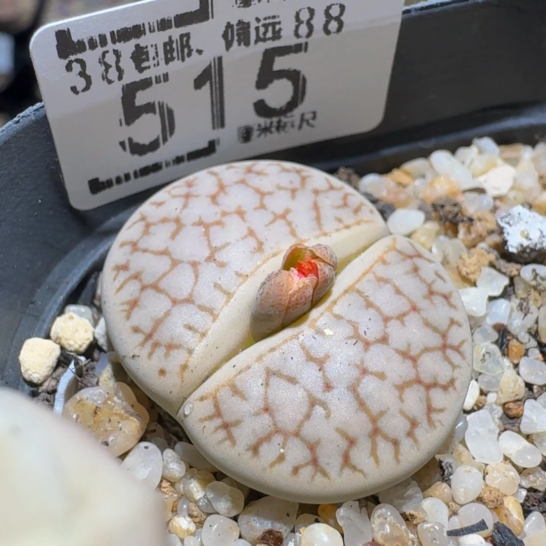 zzzzz生生给石花肉锥515