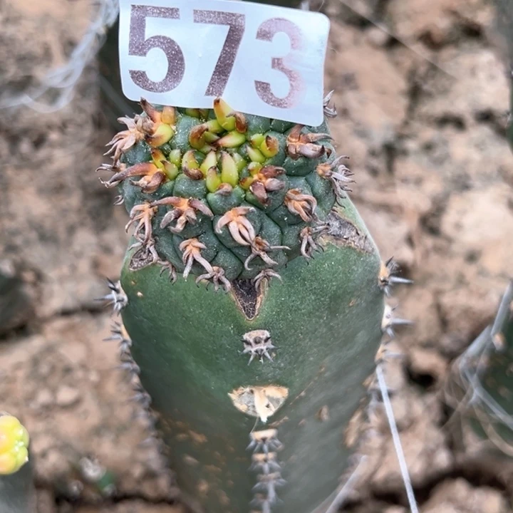 ****席573号仙人球开花了