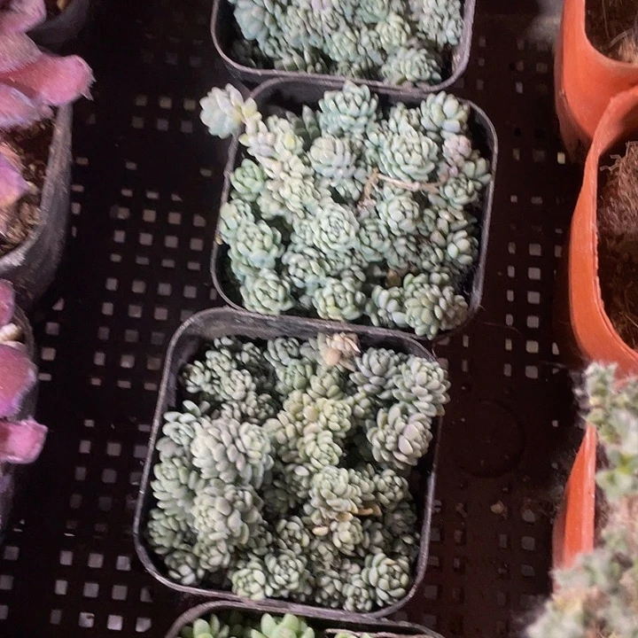 姬星美人带盆土发