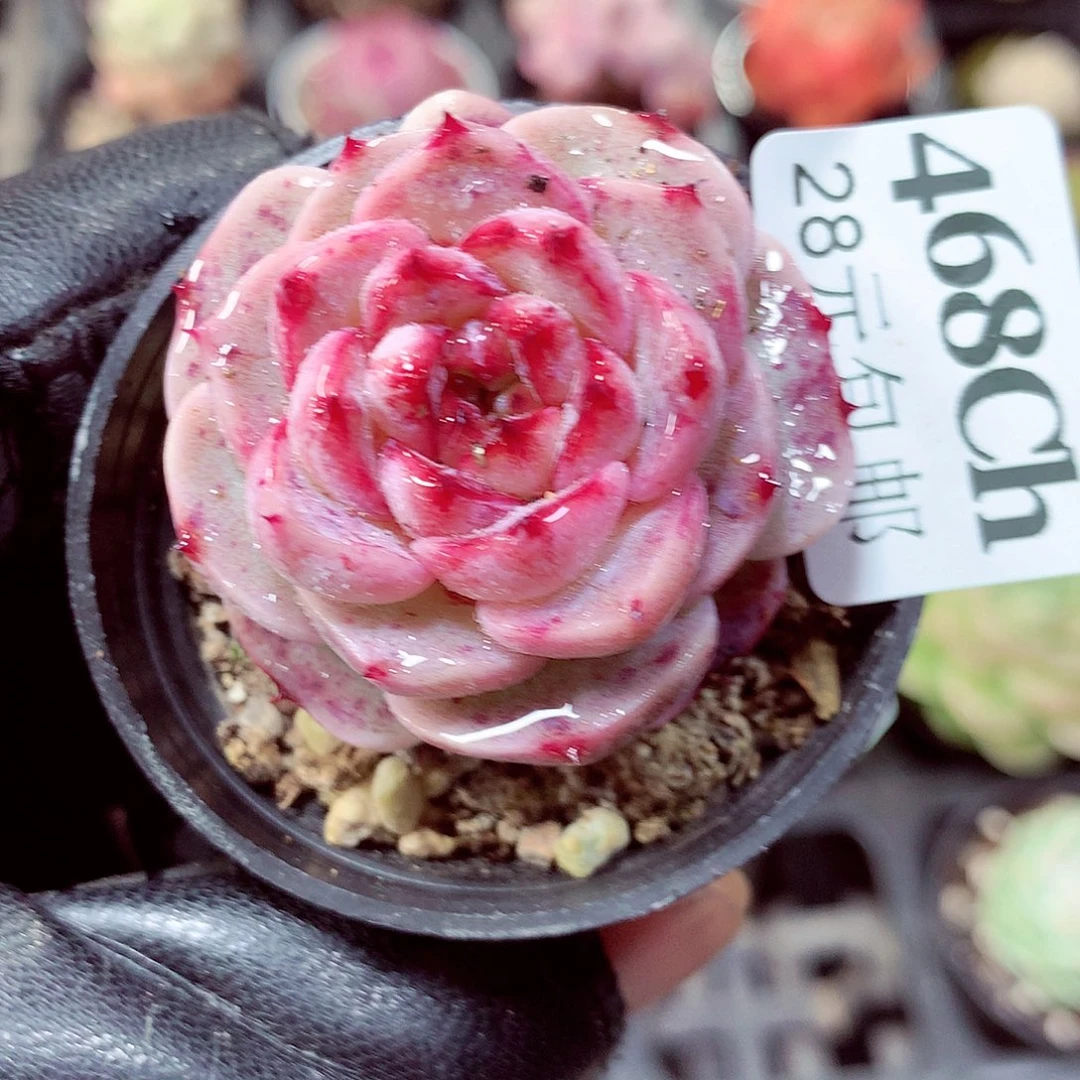 5厘米盆精控多肉468