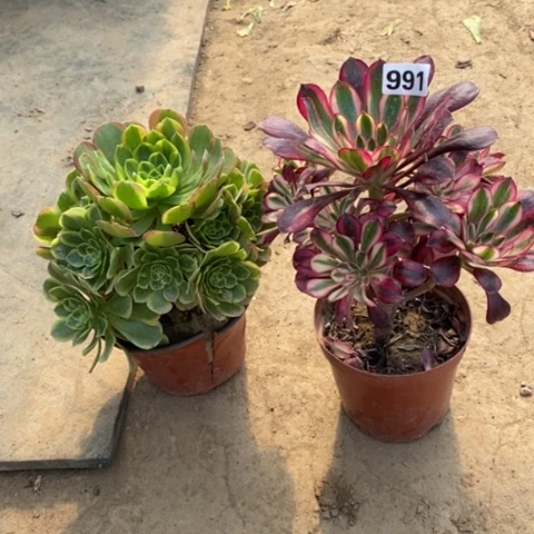 991，2颗多肉法师