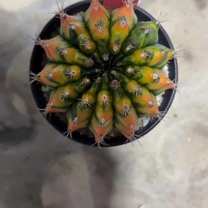 修***罗601-0718泰国发货