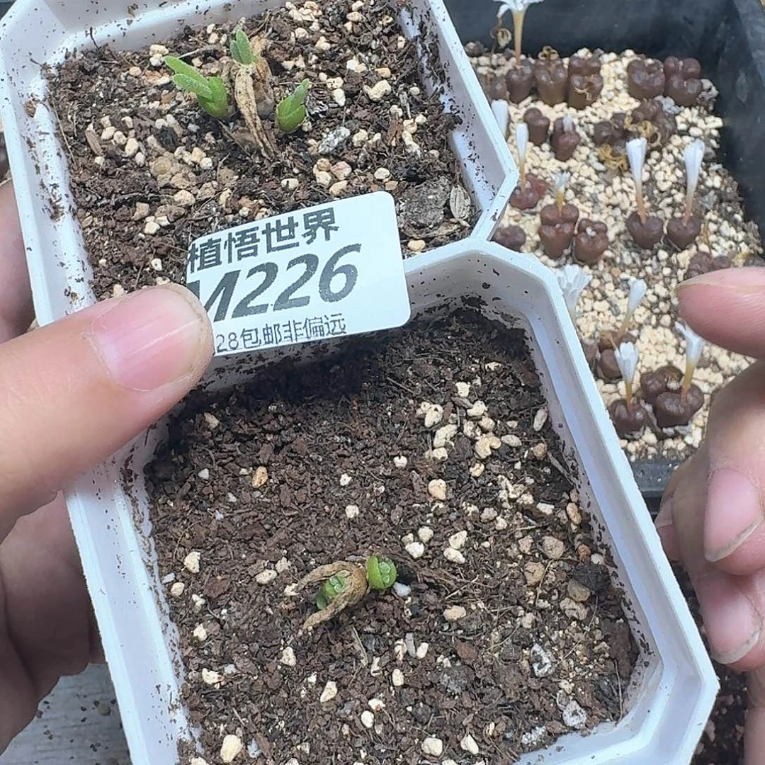 多肉植物的润泽和c