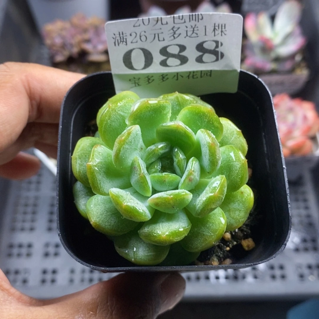 白色恋人一物一拍满20包邮满26送一颗多肉