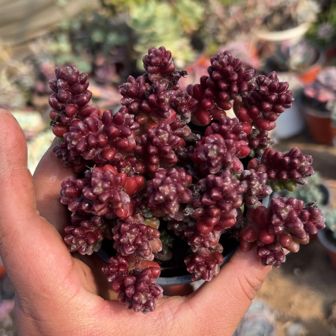 多肉植物多肉植物