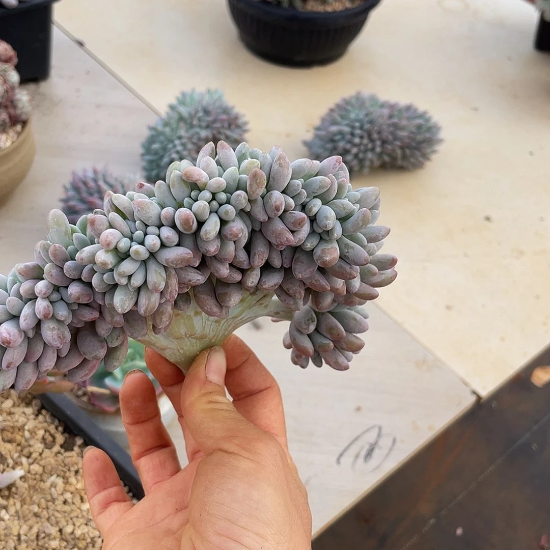 汤圆缀多肉多肉多肉