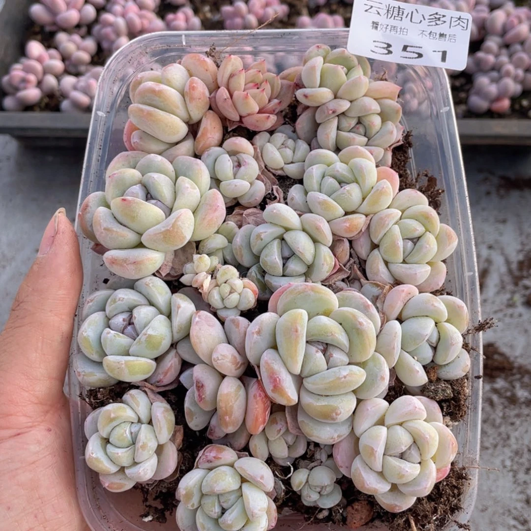云糖心多肉植物351