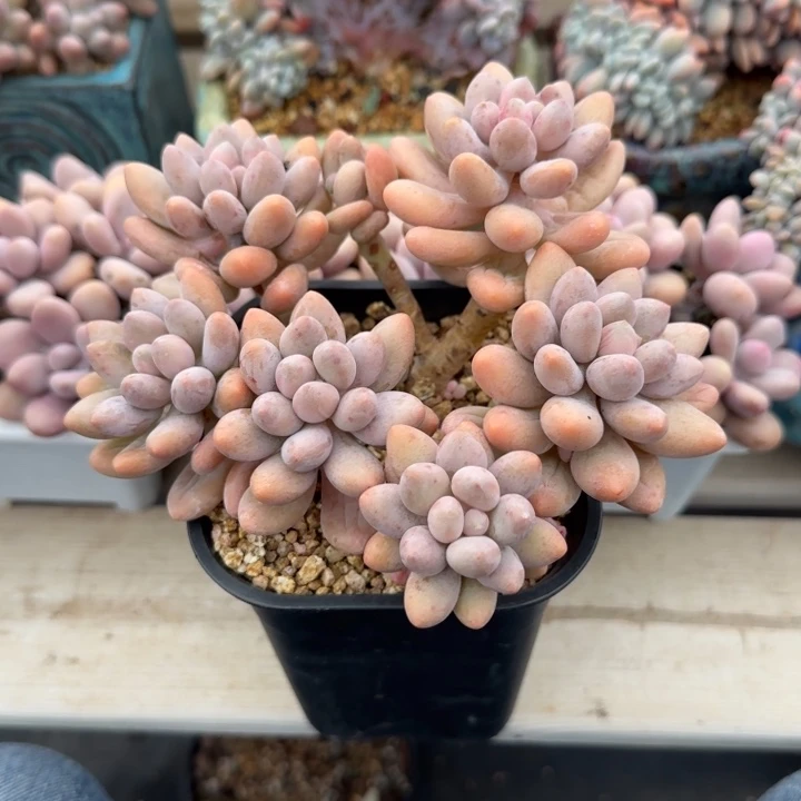 粉色恋人老桩多肉五十包邮