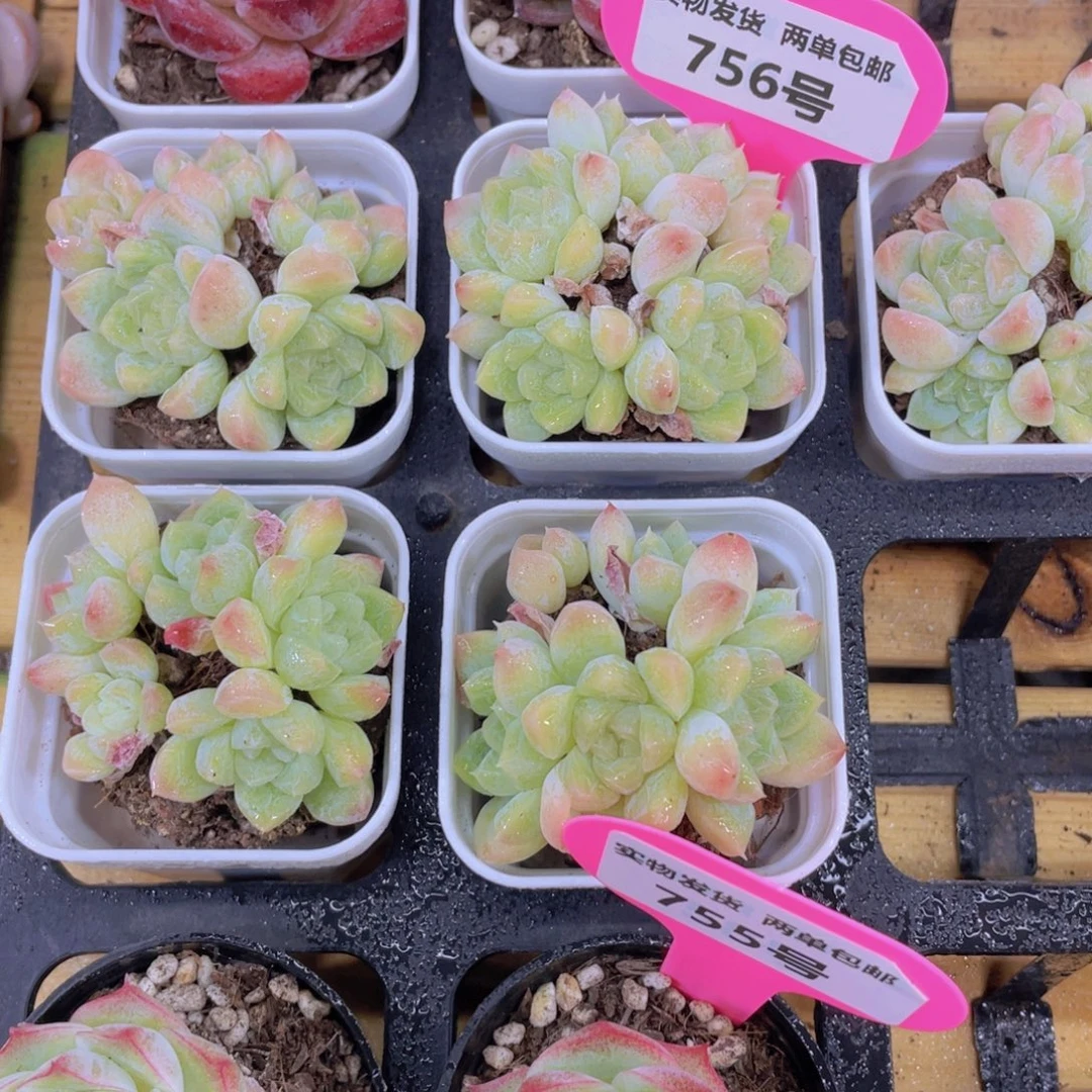 756号 老桩奶油冰晶多头群一个
