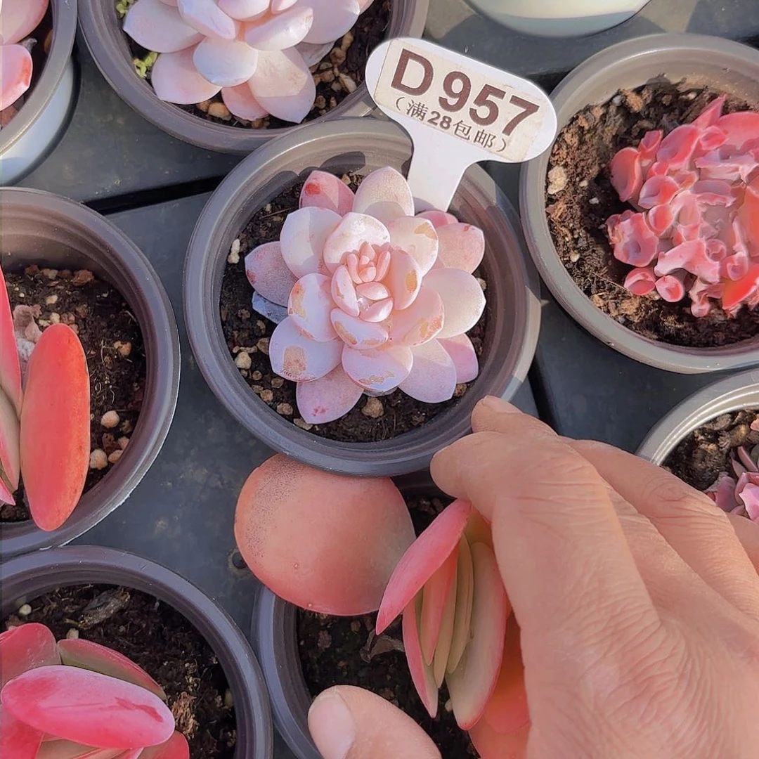 南*D957雪莲一物一拍