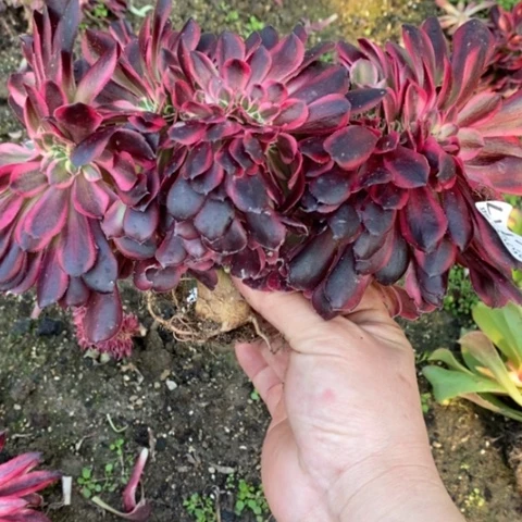 717美杜莎豹纹缀满25包邮多肉