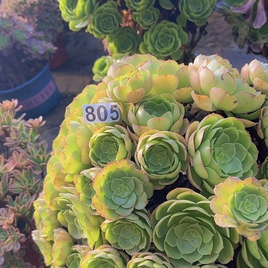 风***时多肉植物一个沙拉碗