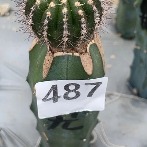 487号龙神木苗接尤伯球4厘米左右