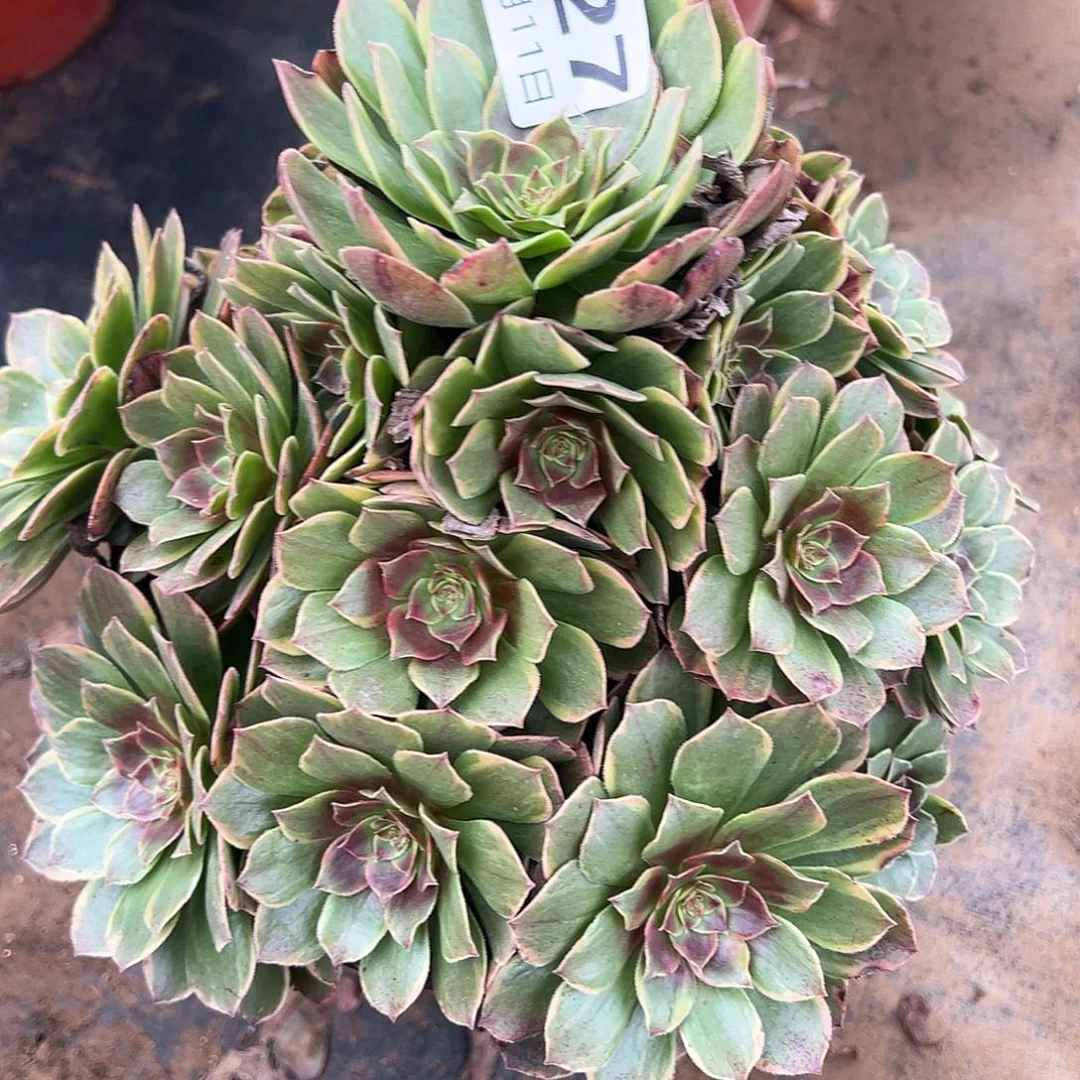 12.11-27半夏多肉植物
