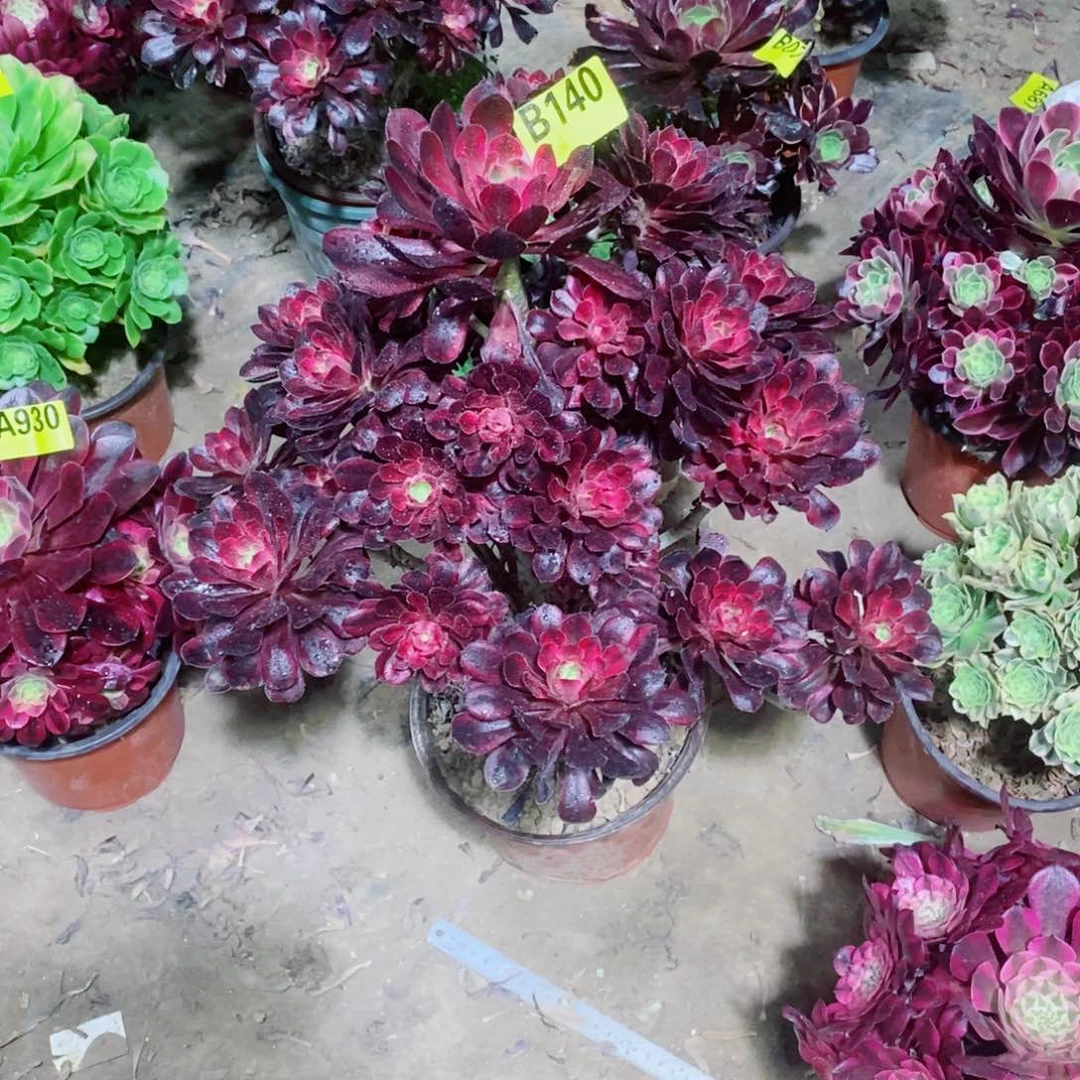 香奈儿多肉法师140