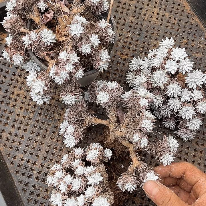 ᴛ****白菊4颗40多肉植物