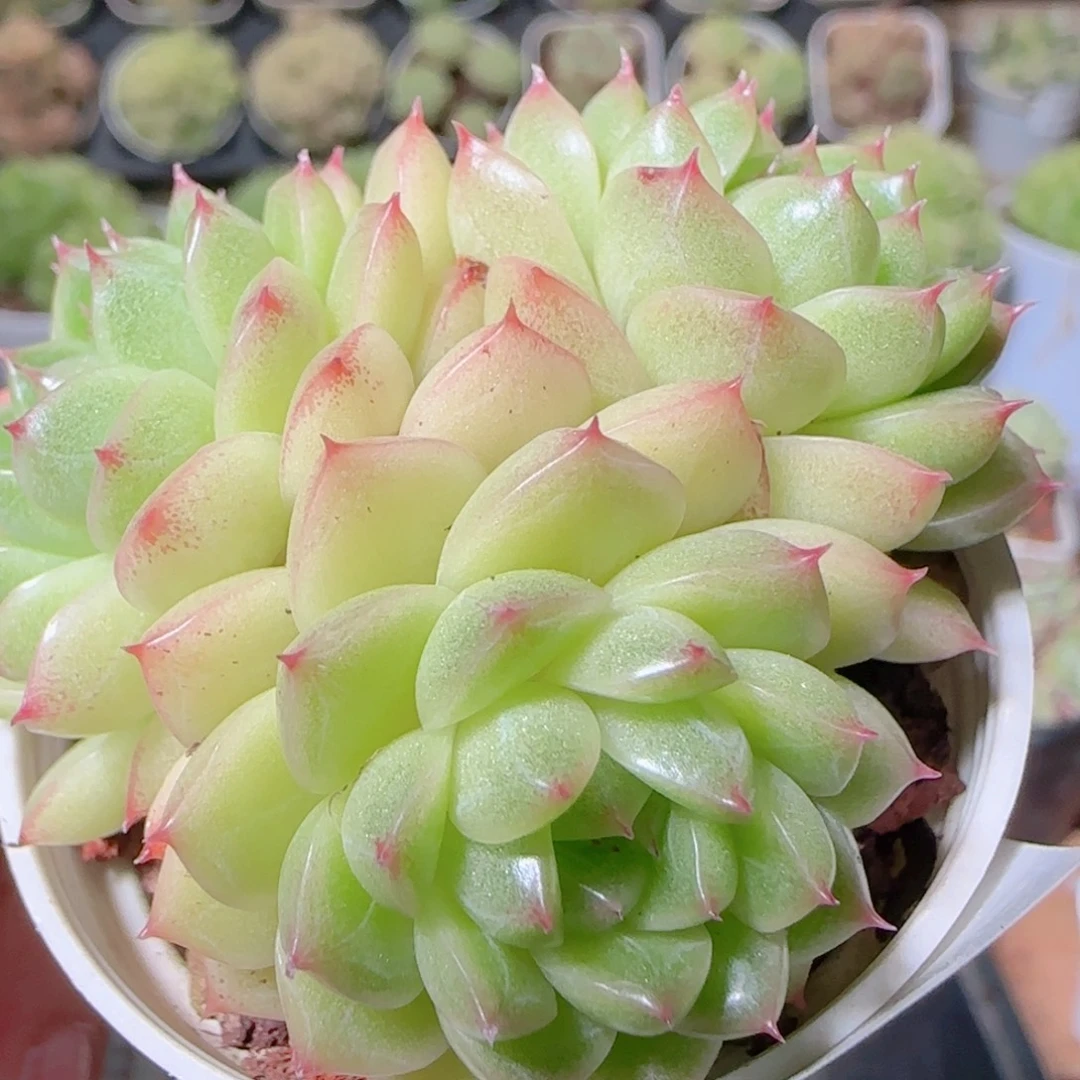 花语逸镜1028-44麦秆散