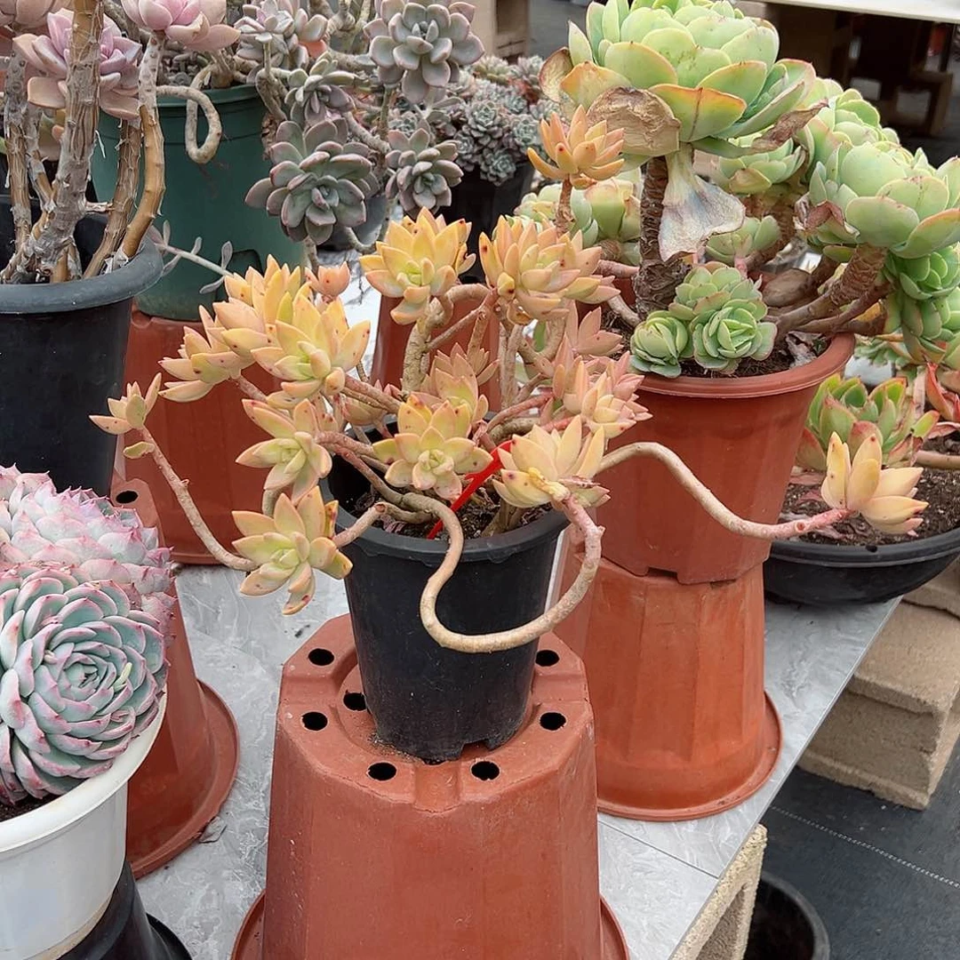 静*山1493布丁多肉植物