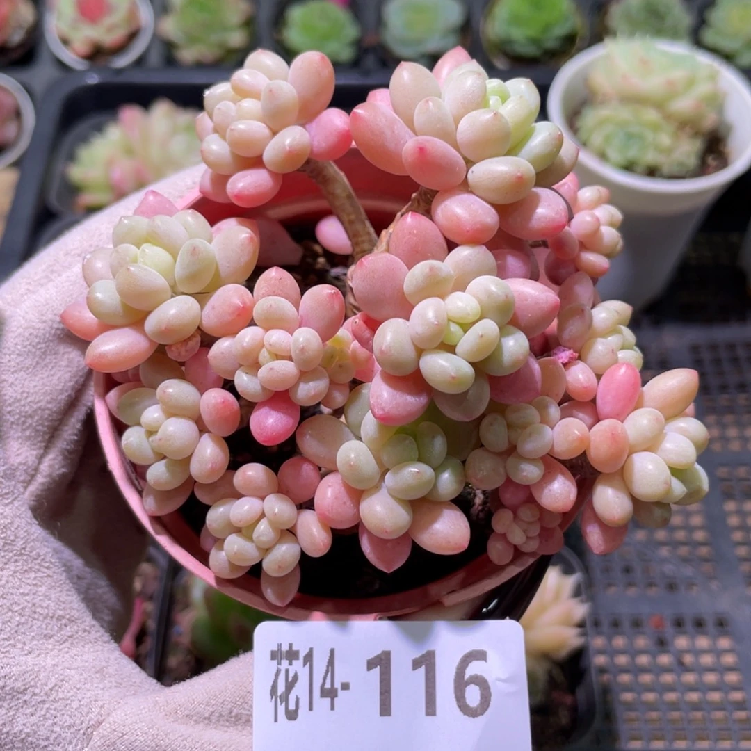 花利美14-116洛可可