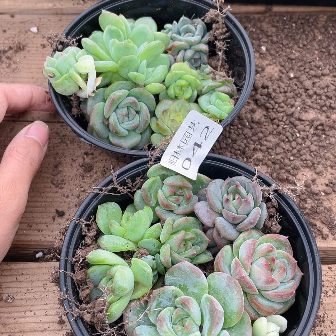 心***上多肉植物多肉植物42
