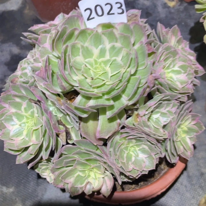 2023号多肉植提取