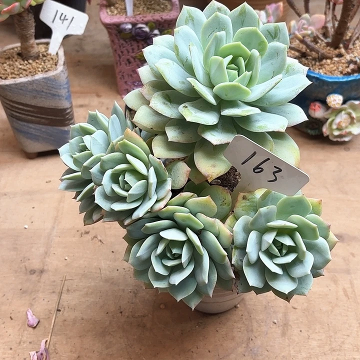 多肉植物，恋曲163号