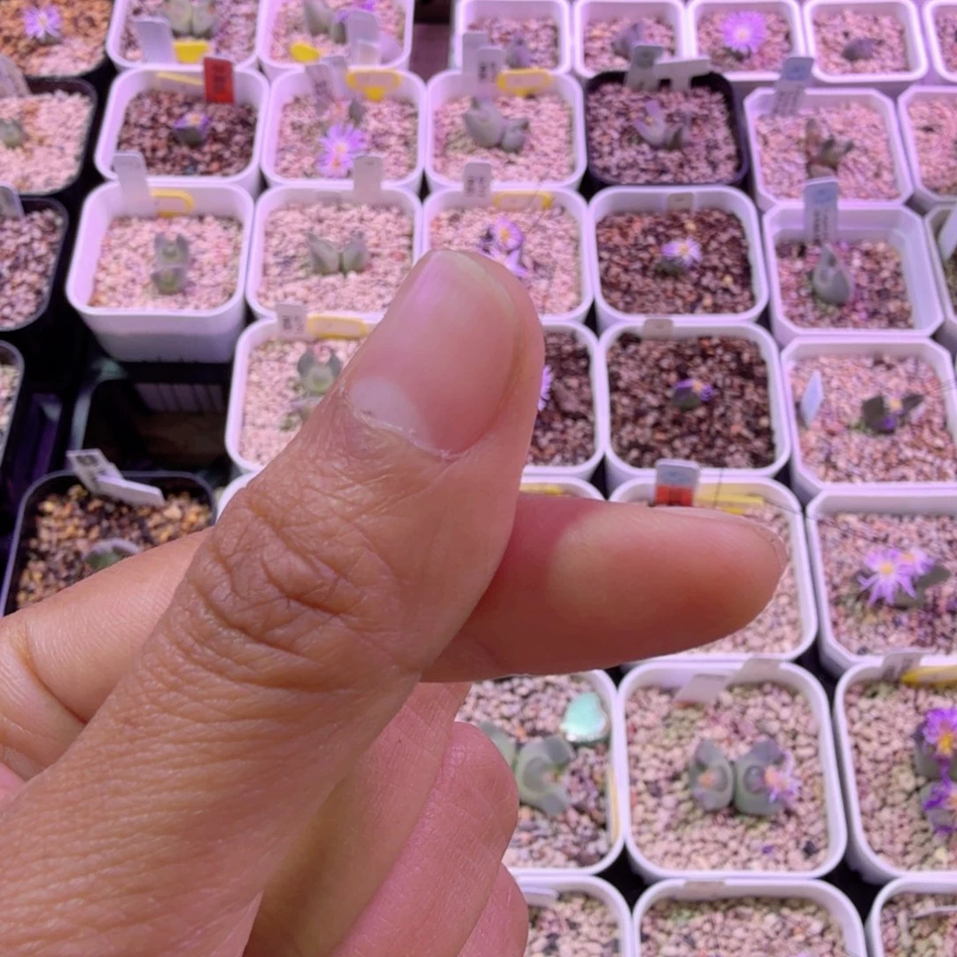 差价链接 樱桃专拍。