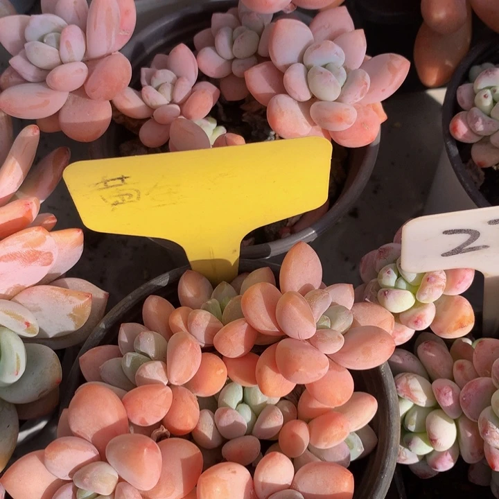 香水洛神多日子黑五72727273