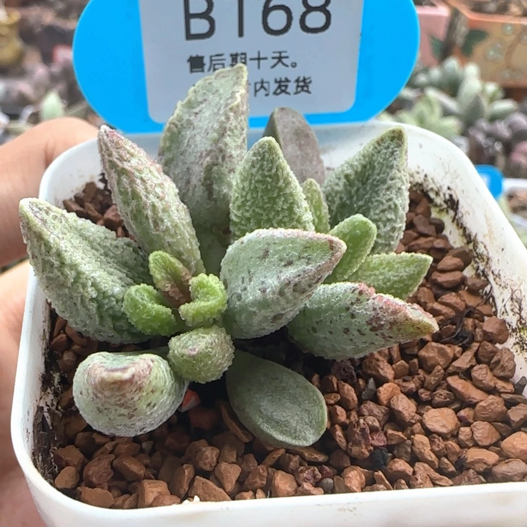 七彩仙女。   168。