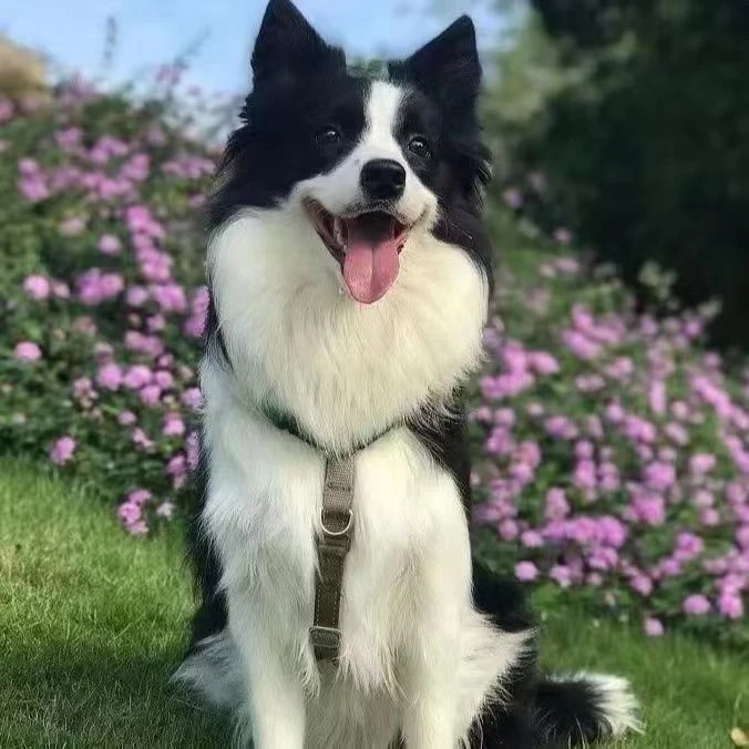 小库B 59李恒边牧边境牧羊犬双血统七白三通黑白色陨石狗狗