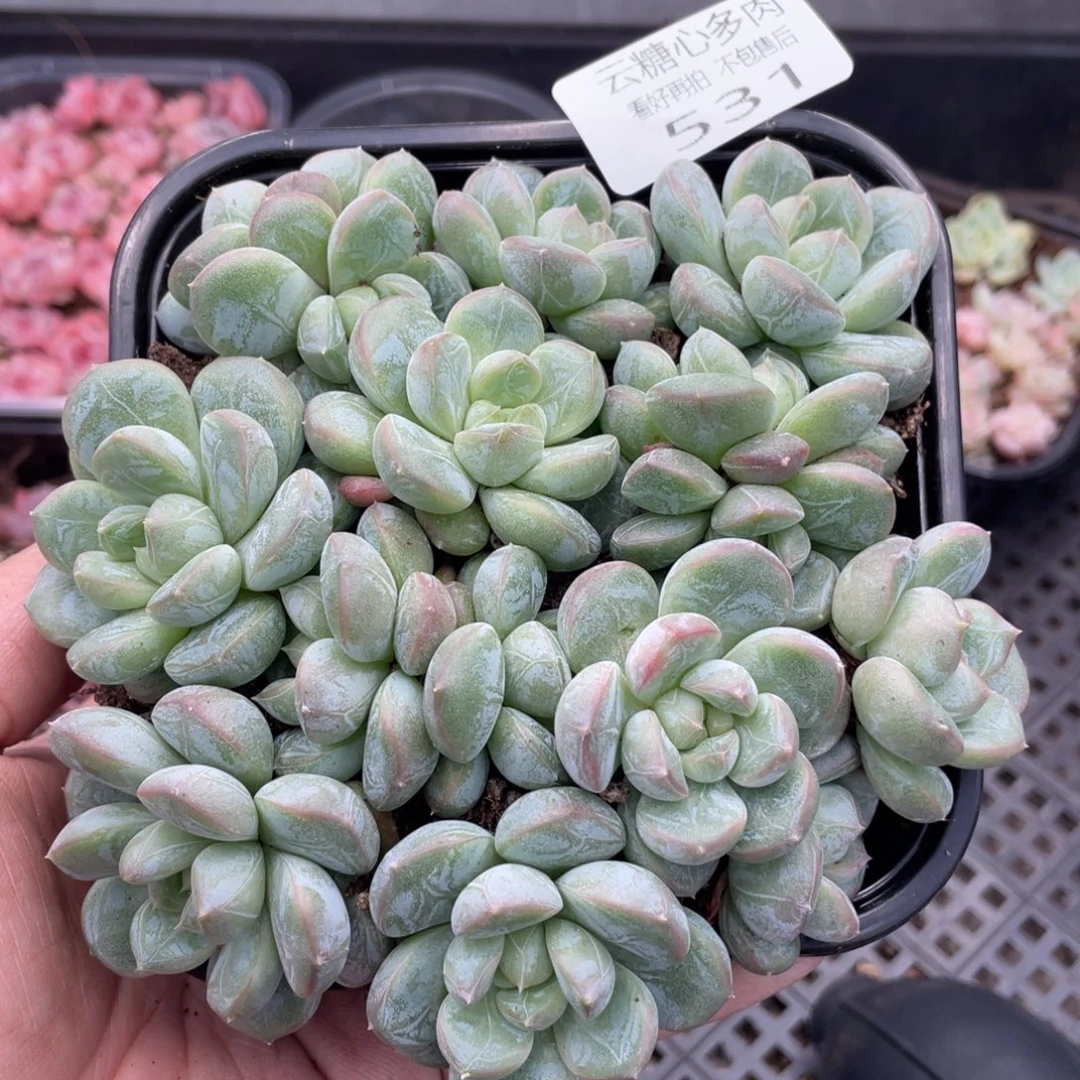 云糖心多肉植物531