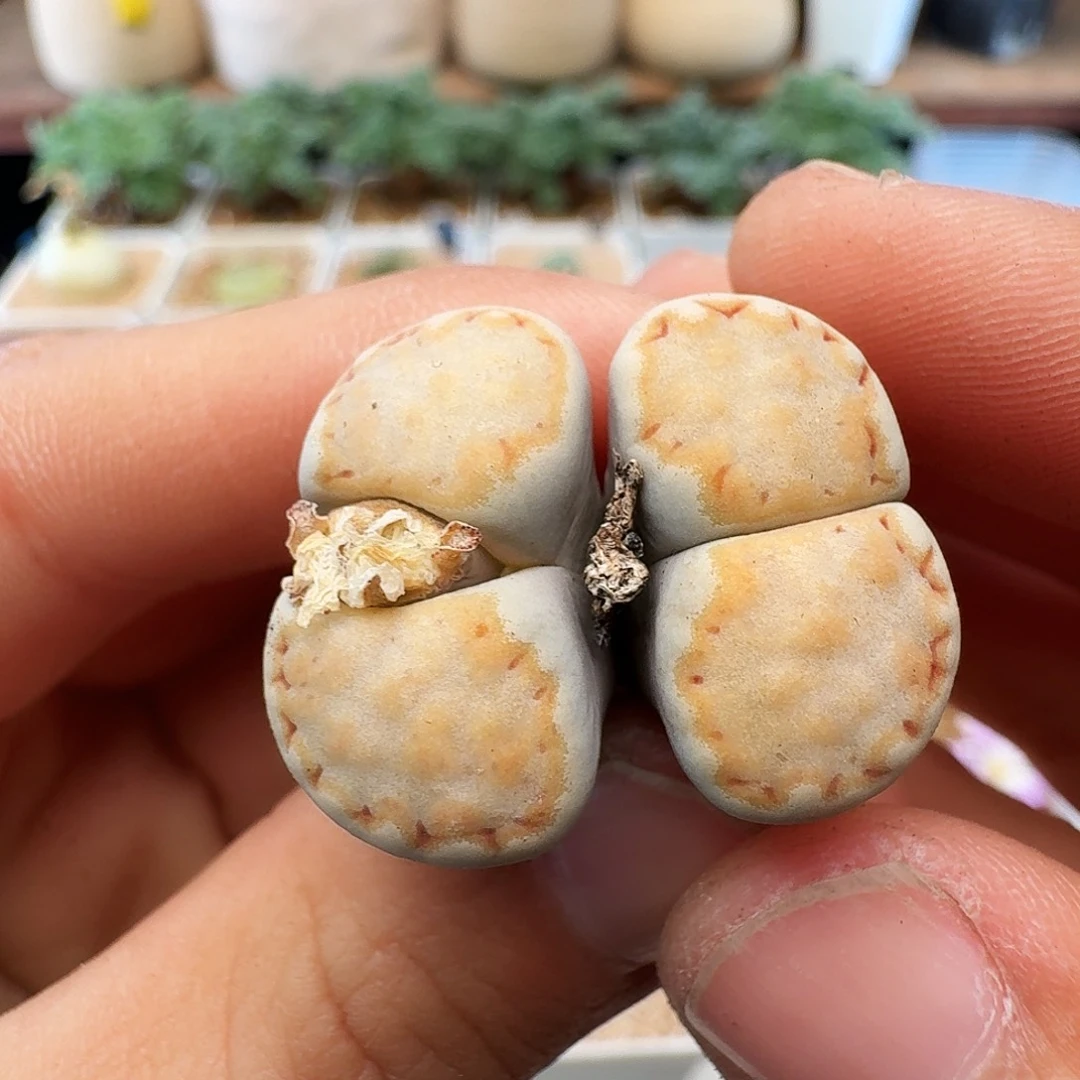 多肉植物福利肉锥373