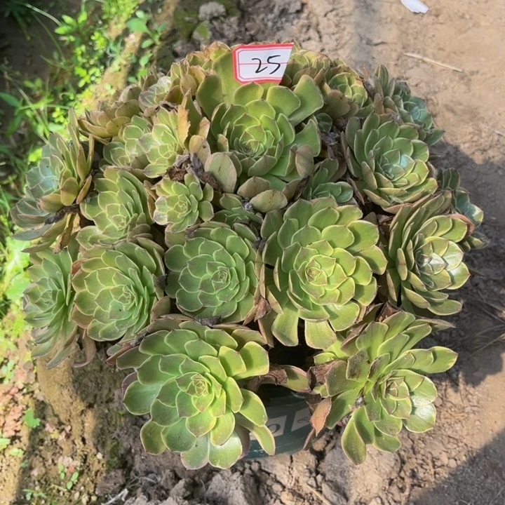 25半夏多肉植物法师