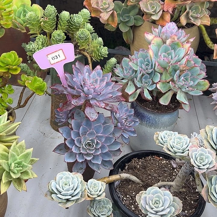 青***艾赫拉多肉葡萄植物031