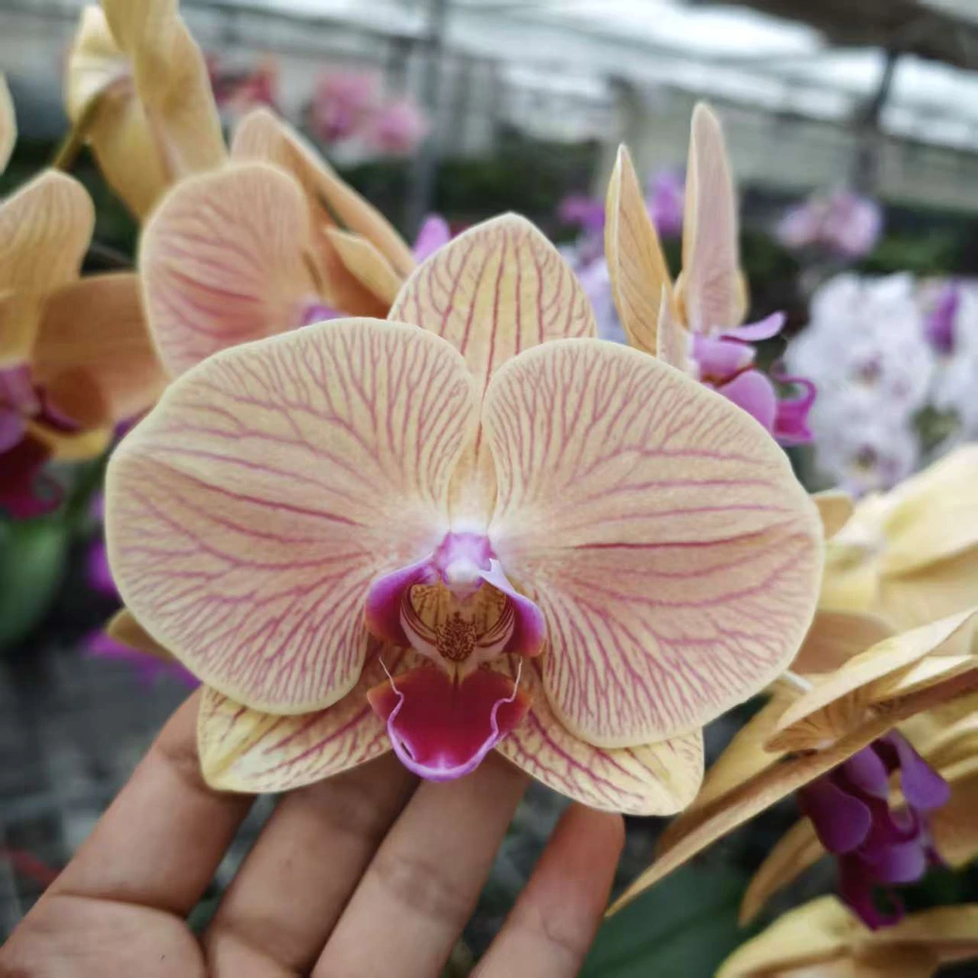 【5861】繁生花坊精品蝴蝶兰易养护易活客四季开花送礼佳品