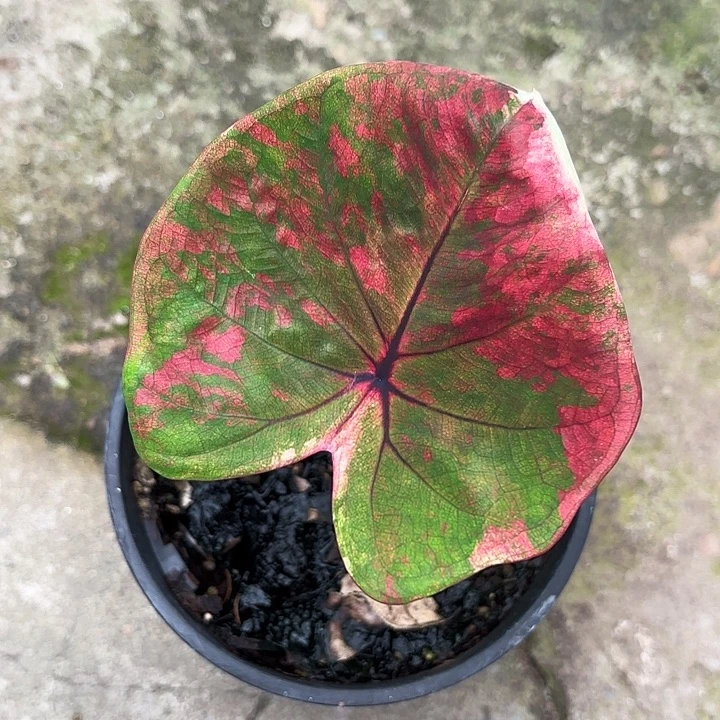 34-1210彩叶芋广东现货