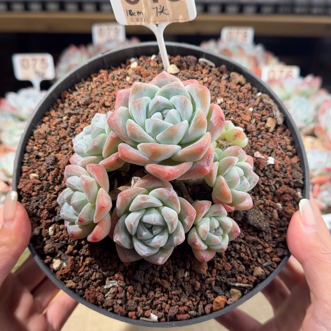 015号冰玉群生老桩7头