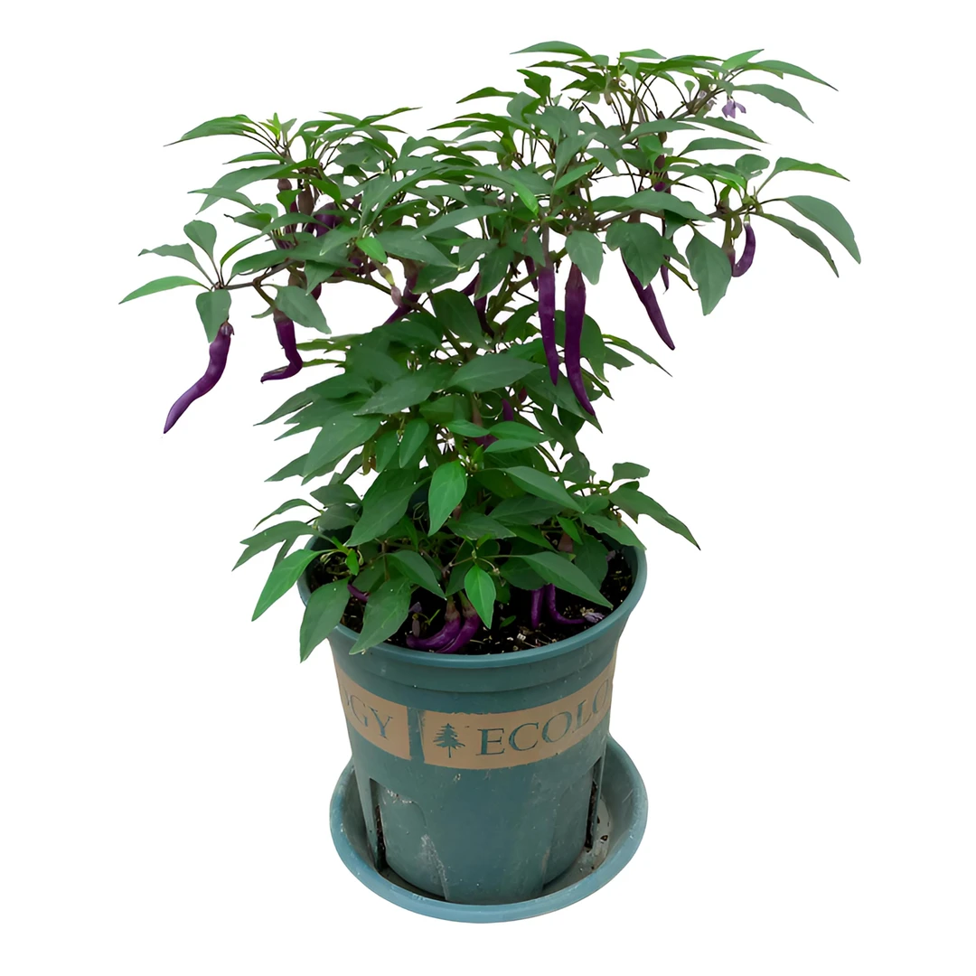 超大盆紫线椒盆栽紫色卡宴辣椒苗香辣阳台盆栽室内外植物辣椒树