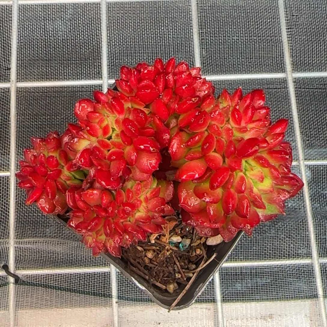 从前慢花园精选多肉蒂亚缀化