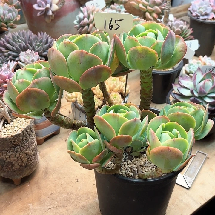 多肉植物，鸡蛋碧桃165号