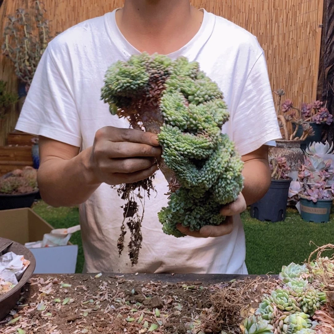 小**！白胖子缀化小树145