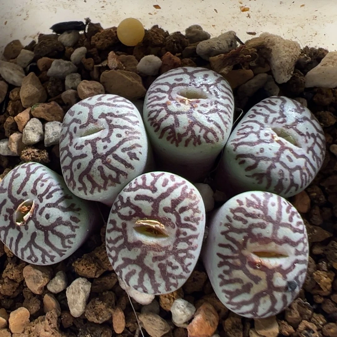 39多肉植物百科植物