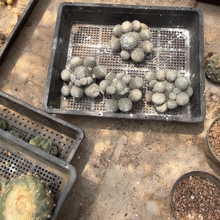 精巧丸子群头落地无根