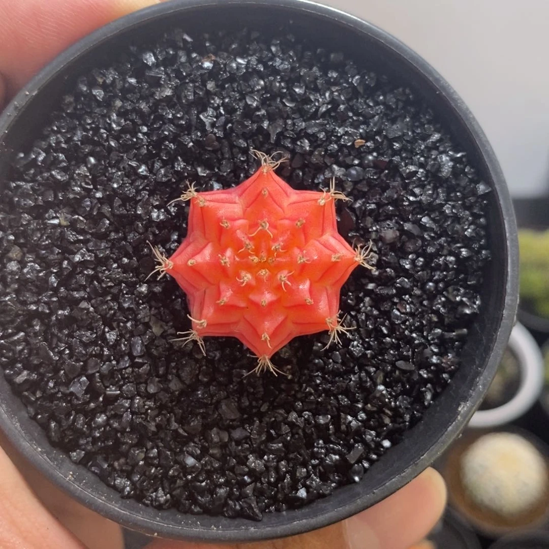 精品米哈——脱土发货