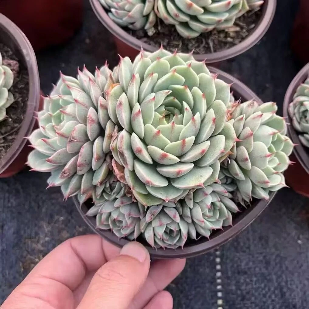 苯巴蒂斯（多肉全店满19元包邮）植物组合盆栽