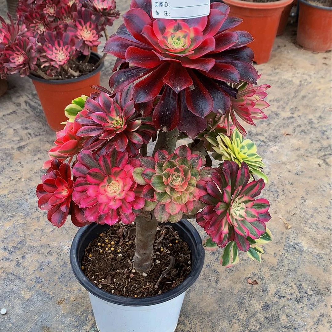 北**人086多肉法师家里了