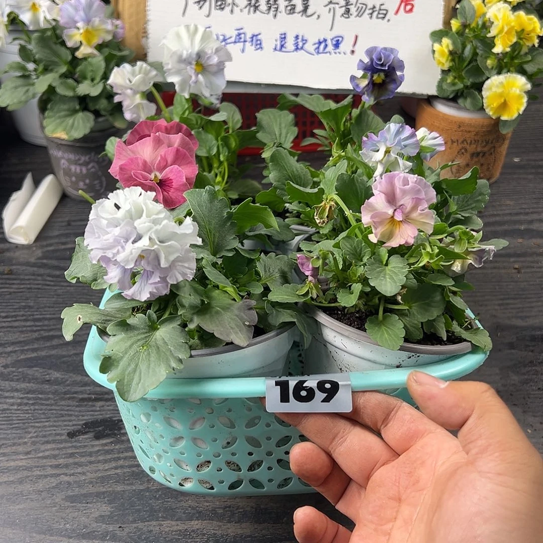 大部分花苞少量开放169号