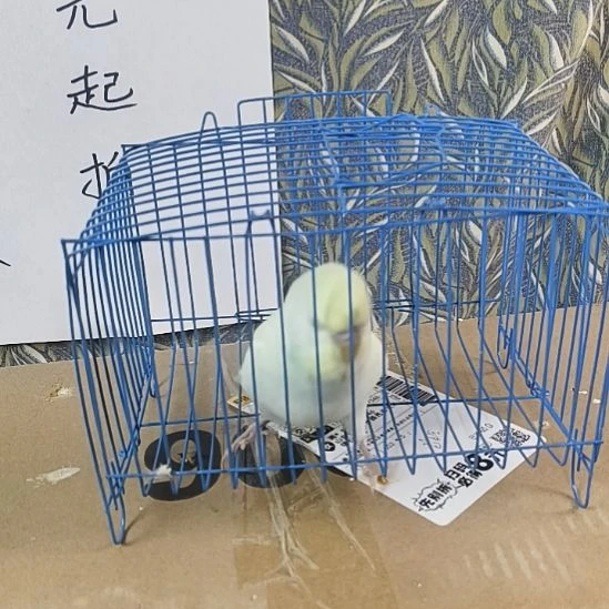 虎皮鹦鹉直播间颜色