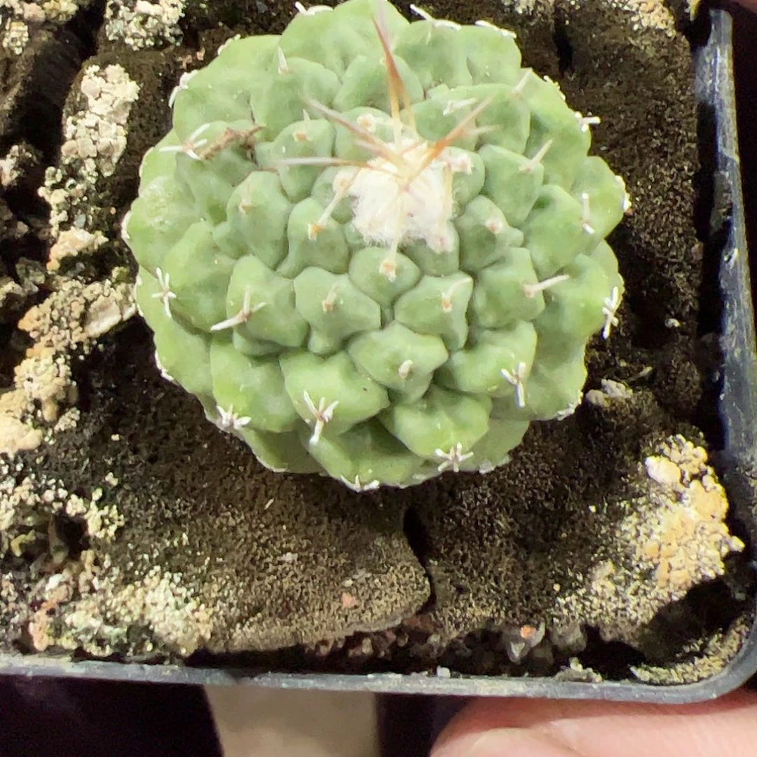 无花朵泉*实生菊水467788