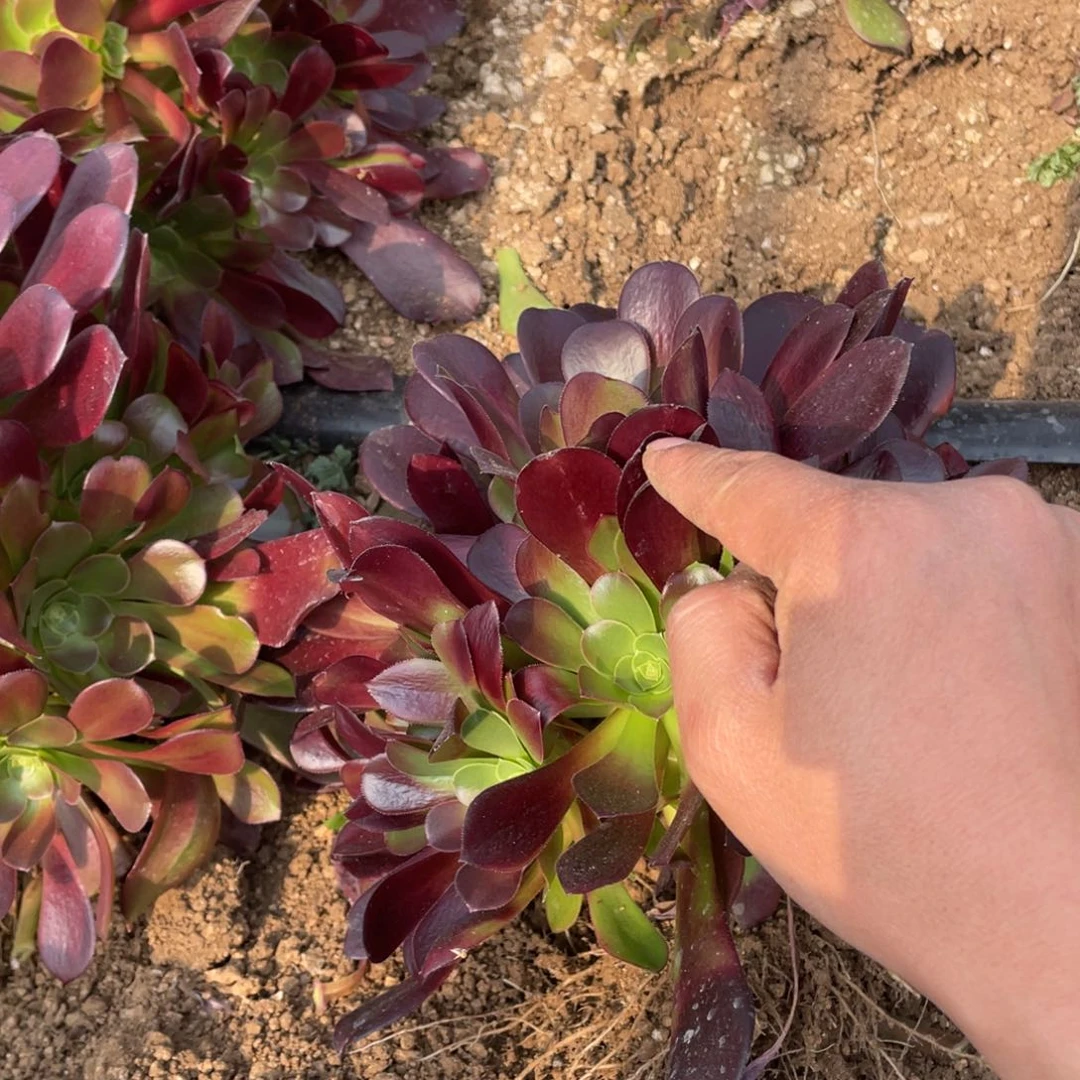 梅花多肉法师断枝不包